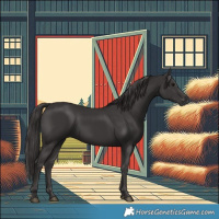 Horse Color:Smoky Black 