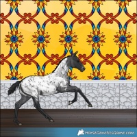 Horse Color:Blue Roan Appaloosa 