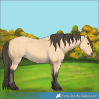 Horse Color:Buckskin 