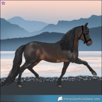 Horse Color:Brown 