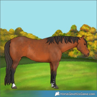 Horse Color:Bay Rabicano 