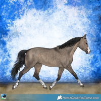 Horse Color:Brown Dun 