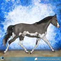 Horse Color:Grullo Sabino Splash and Grullo Splash