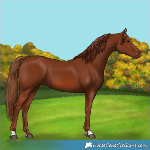 Horse Color:Chestnut 