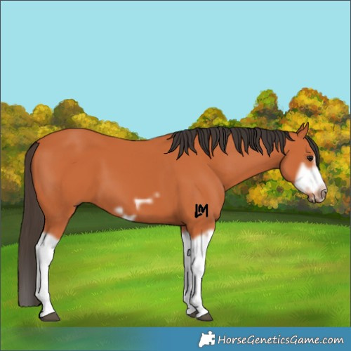 Horse Color:Bay Splash Frame