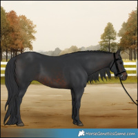 Horse Color:Brown 