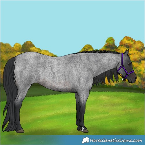 Horse Color:Brown Roan Rabicano 