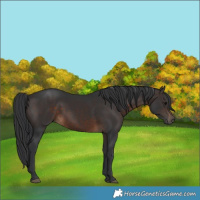 Horse Color:Brown 