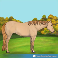 Horse Color:Red Dun 