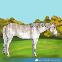 Horse Color:White Spotted Silver Bay Dun Rabicano 