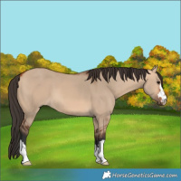 Horse Color:Bay Dun