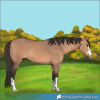 Horse Color:Bay Dun