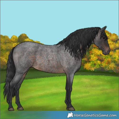 Horse Color:Brown Roan