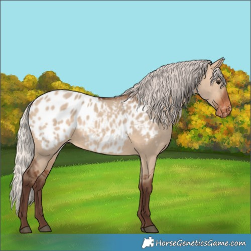 Horse Color:Silver Brown Dun Appaloosa