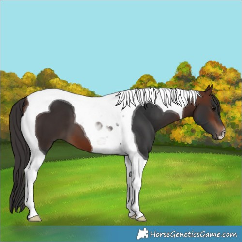Horse Color:Brown Tobiano 