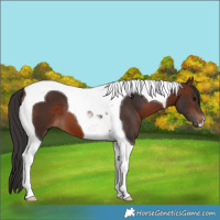 Horse Color:Brown Tobiano 