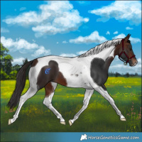 Horse Color:Brown Tobiano 
