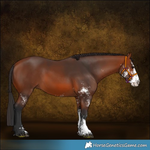 Horse Color:Bay Sabino 