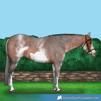 Horse Color:White Spotted Bay Roan Frame