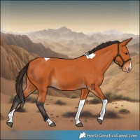 Horse Color:Bay Splash Tobiano