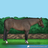 Horse Color:Brown Dun