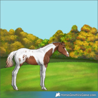 Horse Color:Chestnut Tobiano Appaloosa 