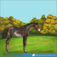 Horse Color:Liver Chestnut Sabino Rabicano 