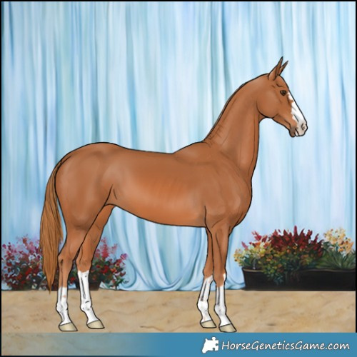 Horse Color:Chestnut 