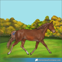 Horse Color:Chestnut 
