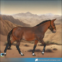 Horse Color:Bay 
