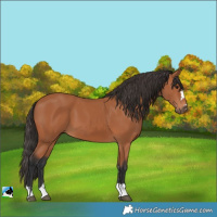 Horse Color:Bay 