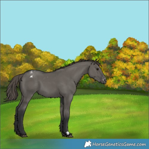 Horse Color:Grullo Appaloosa 