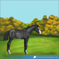 Horse Color:Black Sabino Rabicano 