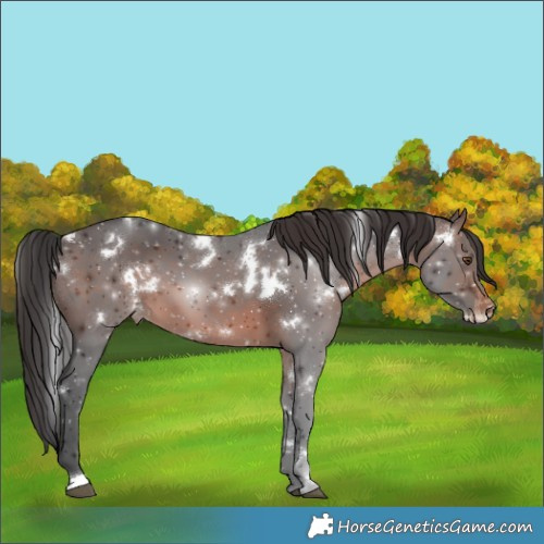 Horse Color:White Spotted Brown Appaloosa 