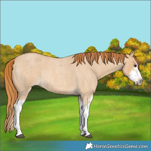Horse Color:Red Dun Roan Splash Frame Rabicano