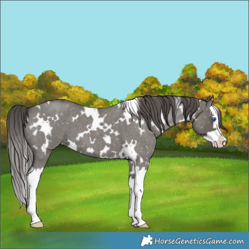 Horse Color:White Spotted Grullo Roan Splash Appaloosa 