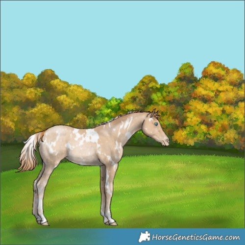 Horse Color:White Spotted Smoky Black Pearl 