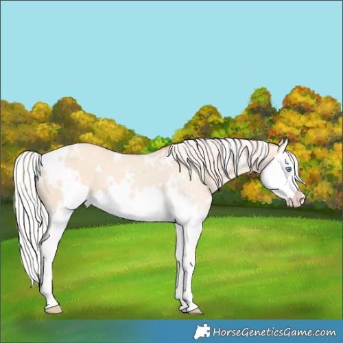 Horse Color:White Spotted Silver Classic Champagne Dun Splash 