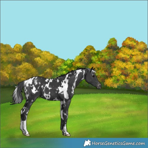 Horse Color:White Spotted Black Appaloosa