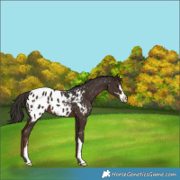 Horse Color:Liver Chestnut Sabino Blanket 