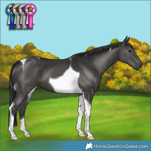Horse Color:Black Tobiano 