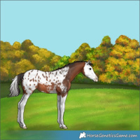 Horse Color:Bay Splash Appaloosa 