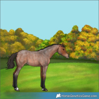 Horse Color:Bay Roan 