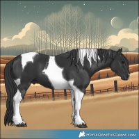 Horse Color:Black Tobiano 