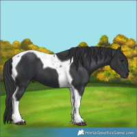 Horse Color:Black Tobiano