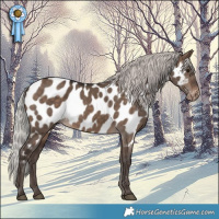 Horse Color:Silver Brown Dun Near Leopard