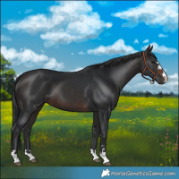Horse Color:Brown 
