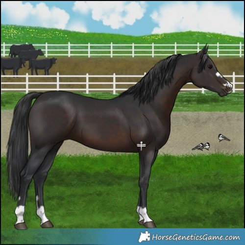 Horse Color:Brown 
