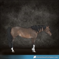 Horse Color:Brown Dun Tobiano 