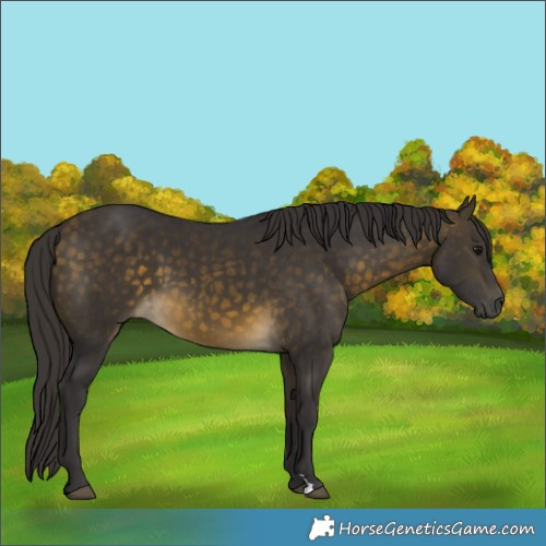 Horse Color:Buckskin 